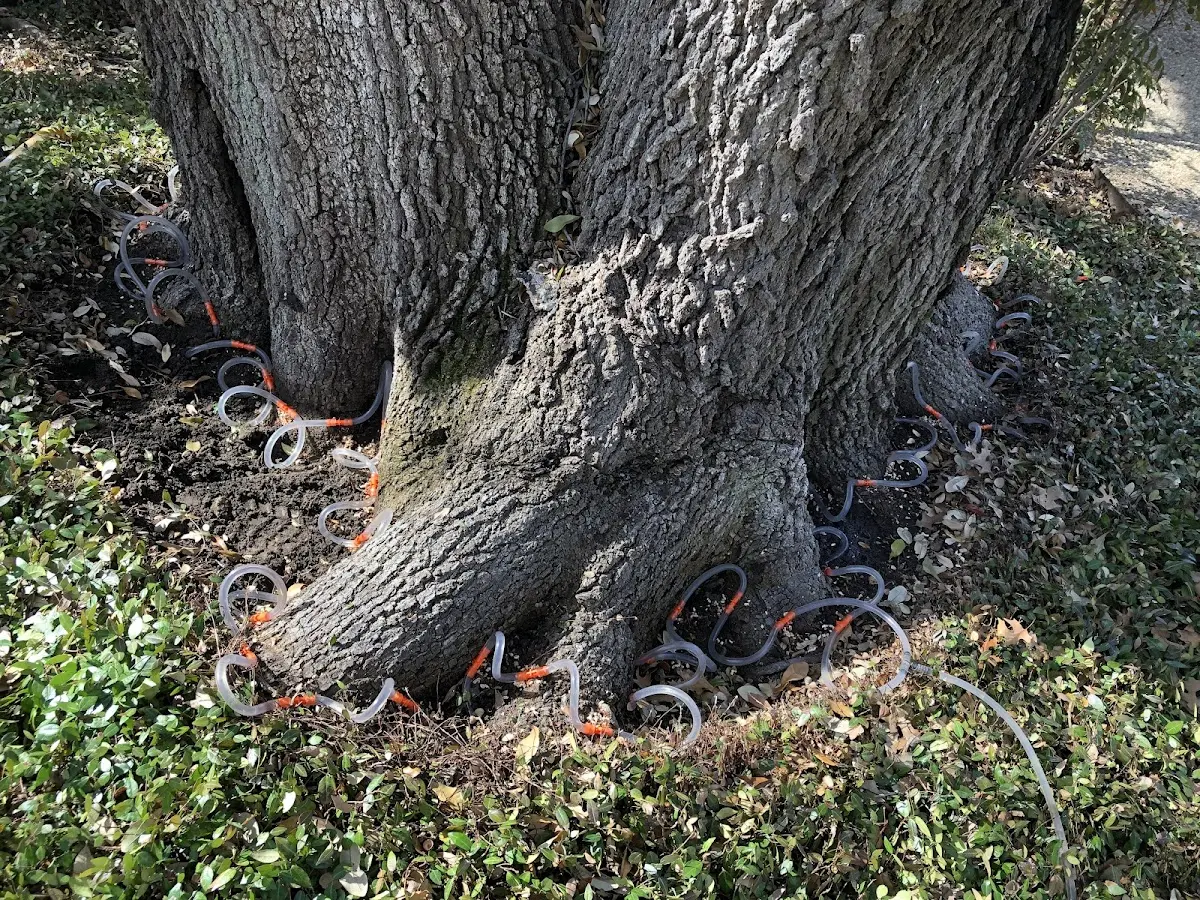 Detailed Tree Cabling and Bracing job site in Dallas