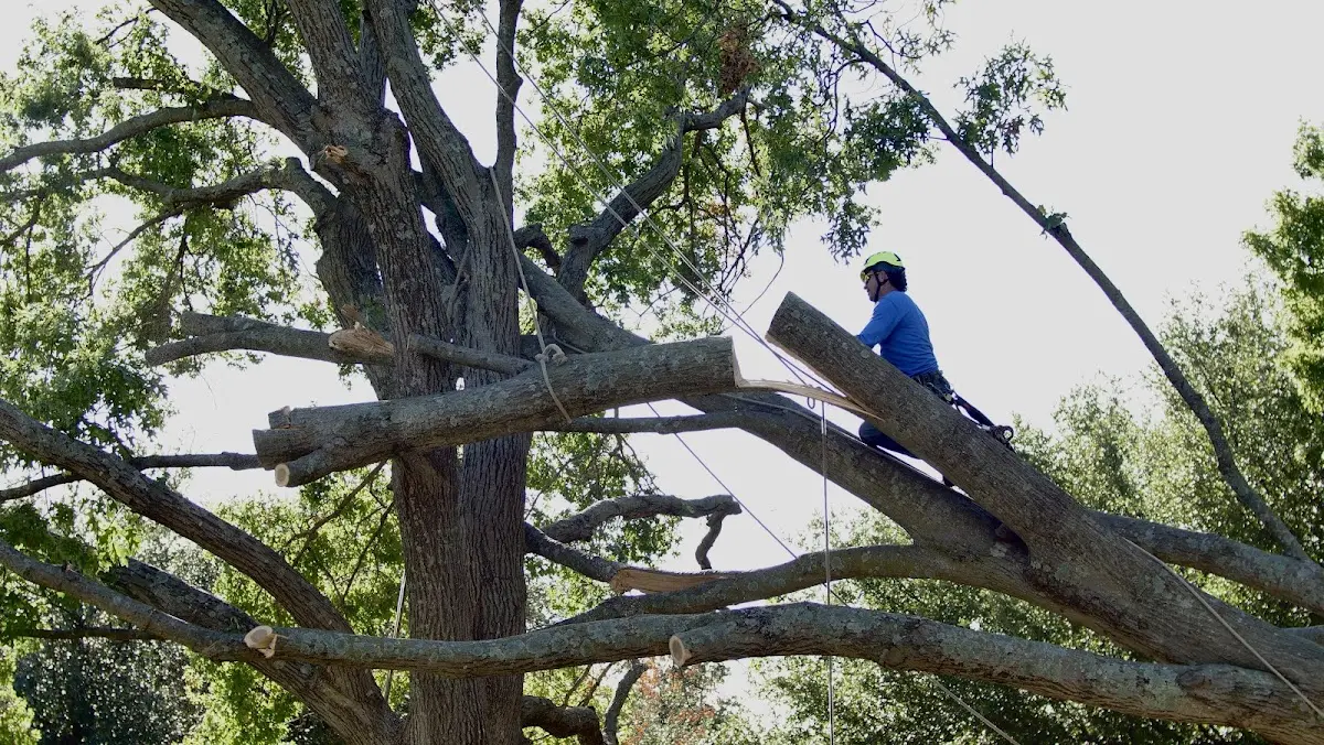 Professional Crown Thinning performed by certified arborists in Dallas