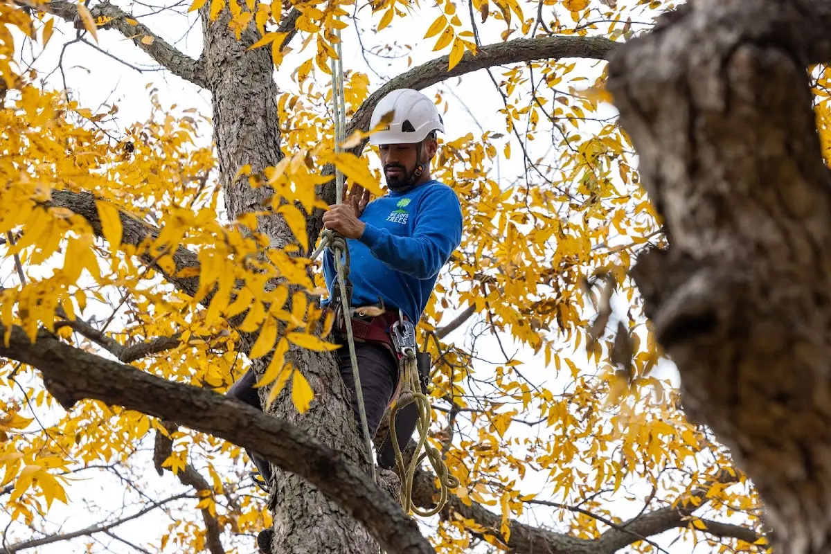 Skilled Tree Planting crew working in Dallas