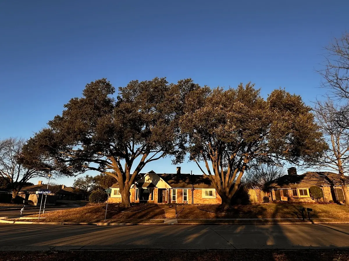 Established residential canopy tree shading a home in Dallas